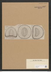 Campylodiscus samoensis Grun. (de-Toni-Nr.: Genus 57, Species 2427) Zeichnungen Sammlung Grunow Nr. 4882 (NHMW-BOT-W0373073)